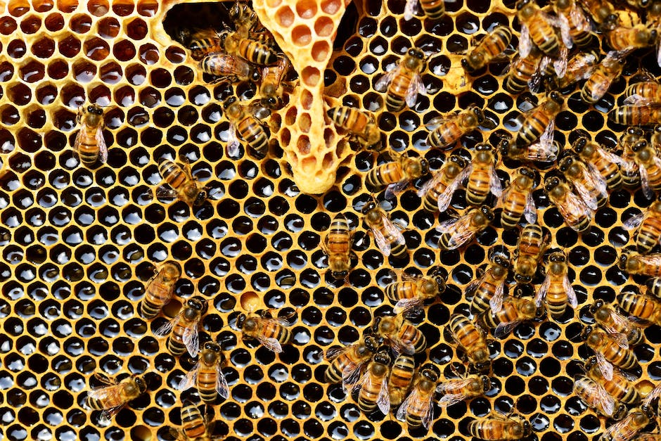 Honig als natürliches Antibiotikum