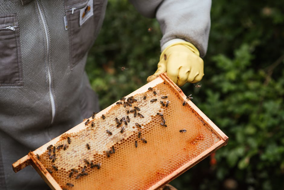Honig als natürliches Antibiotikum